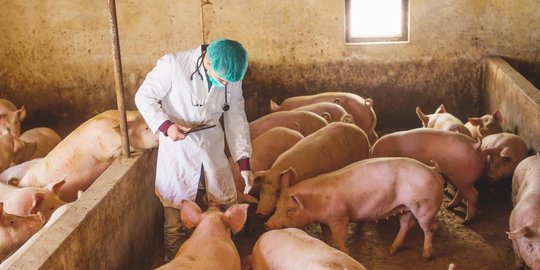 Kemenkes Lakukan Surveilans Waspadai Kemungkinan Flu Babi pada Manusia