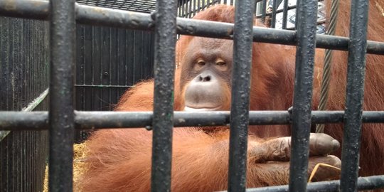 Aturan Baru Kunjungi Kebun Binatang 'Medan Zoo', Lansia dan Balita Dilarang Masuk