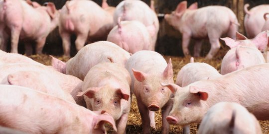 Waspada Flu Babi, Kementan Perketat Pengawasan Lalu Lintas Hewan