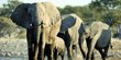 Misteri Kematian Ratusan Gajah di Botswana Membuat Bingung Peneliti
