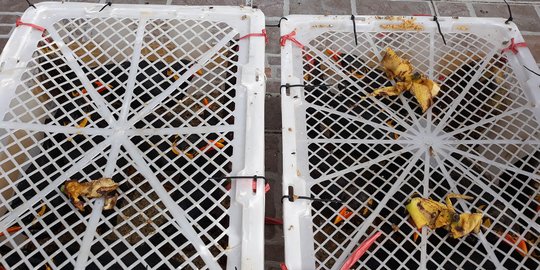 Petugas Gagalkan Penyelundupan 1.673 Burung dari Lampung ke Tangerang-Bekasi