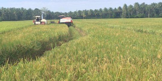 Kemendagri Minta Pemda untuk Mutakhirkan Data Ketahanan Pangan