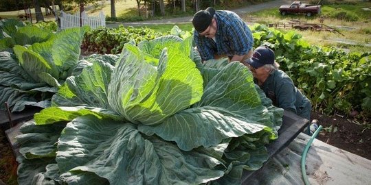 Kisah Tanah Alaska, Penghasil Sayur-Sayuran Raksasa Pencetak Rekor Dunia