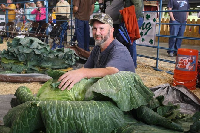 kubis raksasa sedang ditimbang di alaska state fair