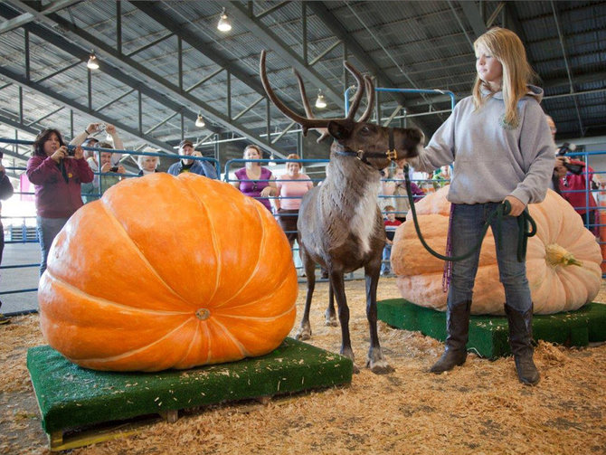 peserta kontes labu raksasa di alaska state fair