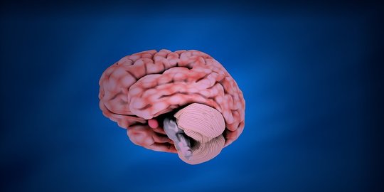 Fungsi Otak Besar dan Otak Kecil pada Manusia, Lengkap Beserta Struktur Penyusunnya
