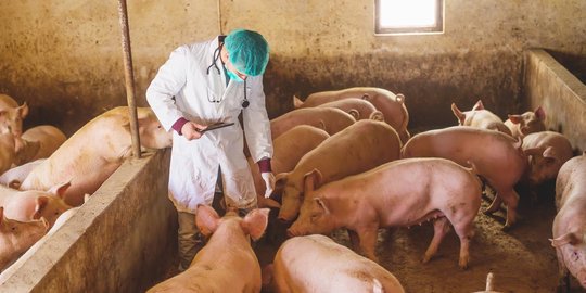 Diduga Terjangkit Africa Swine Faver, 878 Babi di Palembang Mati