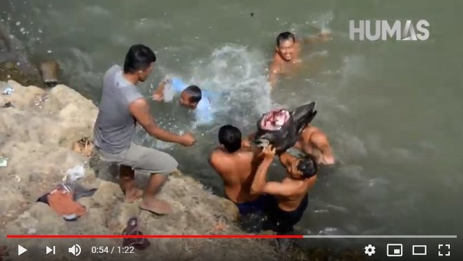 ritual lempar kepala kerbau di trenggalek