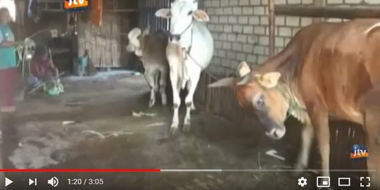 Menengok Keseruan Ulang Tahun Sapi di Tuban, Unik dan Meriah