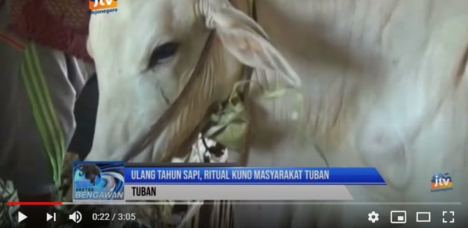 ulang tahun sapi di tuban