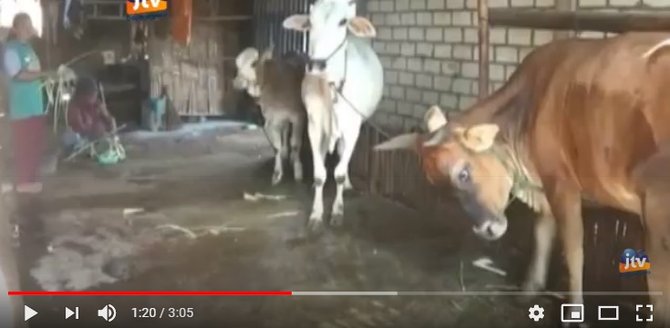 ulang tahun sapi di tuban