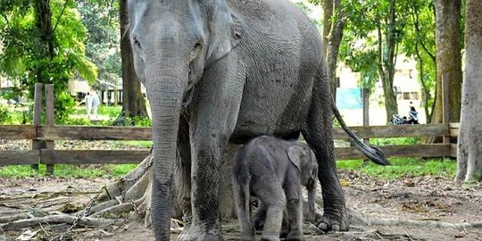 Lama Dinantikan, Gajah Sumatra Ini Akhirnya Melahirkan Setelah 22 Bulan Hamil
