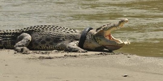 Penampakan Buaya Bikin Heboh Warga Kampung Laut Cilacap