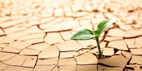 Tak Ada Pasokan Air, 1.300 Hektare Sawah di Indramayu Terancam Gagal Panen