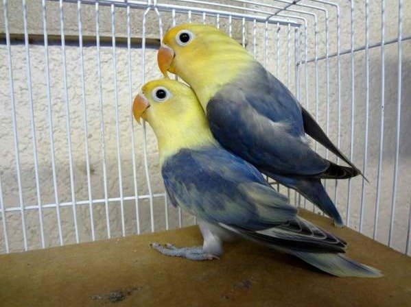 lovebird