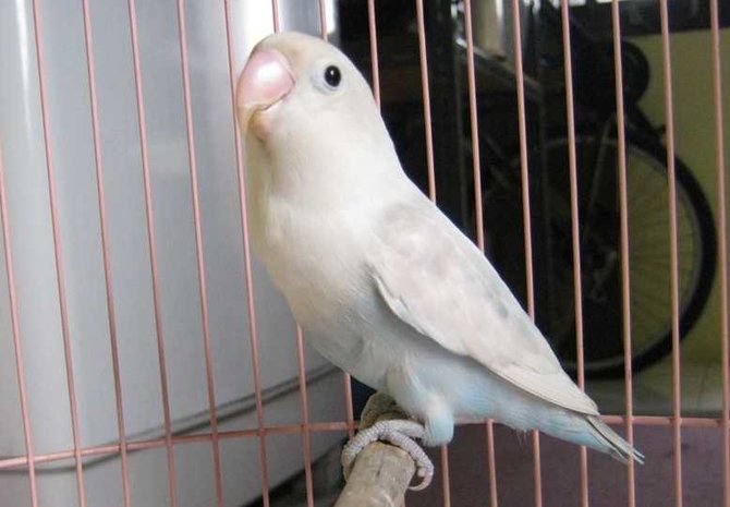 lovebird