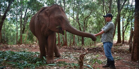 Dampak Alih Fungsi Hutan, Gajah di Sumsel Tersisa 200 Ekor