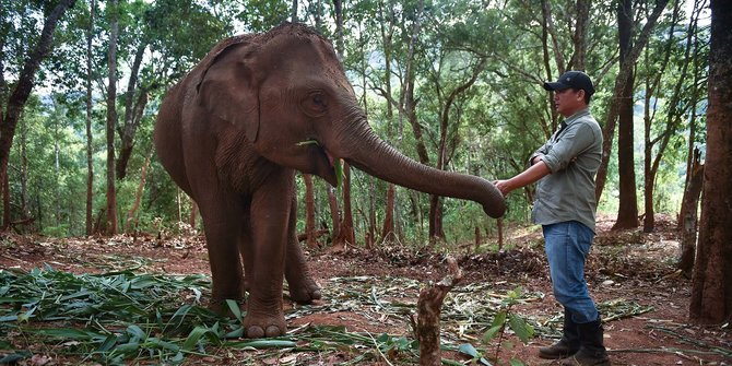 Dampak Alih Fungsi Hutan, Gajah di Sumsel Tersisa 200 Ekor