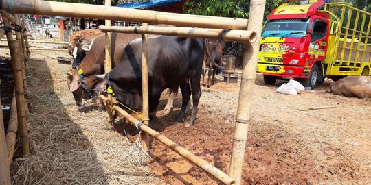 Penjualan Hewan Kurban di Solo Lesu, Ternyata Ini Sebabnya