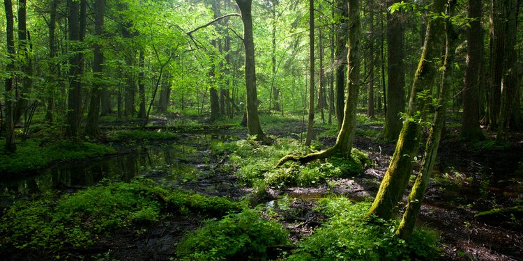 7 Jenis Jenis Hutan Di Indonesia Ketahui Ciri Ciri Dan Manfaatnya Merdeka Com