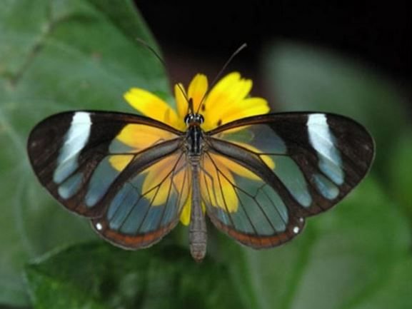 9 Jenis Kupu  Kupu  dengan Ciri  Khas Unik Punya Tampilan 