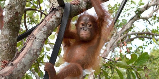 Kisah Pelepasliaran 'Maria', Orang Utan Sumatra yang Dirawat karena Tak Punya Habitat