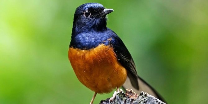 5 Jenis Burung Kicau Bersuara Merdu, Harganya Capai Belasan Juta Rupiah
