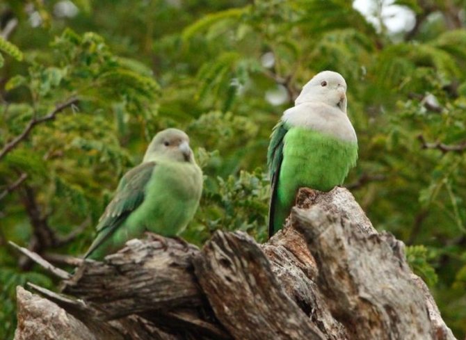 5 jenis burung kicau bersuara merdu harganya hingga belasan juta