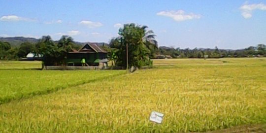 Dukung Kinerja Kementan, Begini Cara Mahasiswa Bantu Para Petani Saat Pandemi