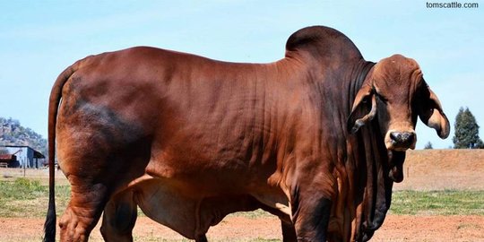 Idul Adha 2020 Presiden Jokowi Beli Sapi Kurban Rp90 Juta Berbobot 1 Ton Merdeka Com