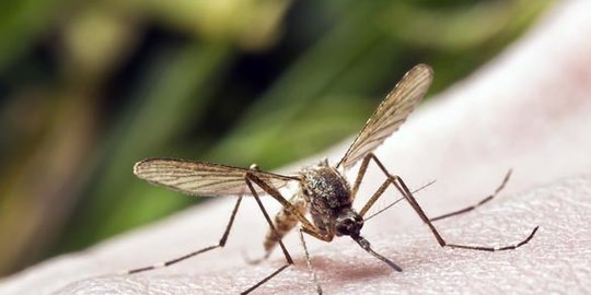 7 Hal yang Bisa Membuat Seseorang Lebih Mudah Digigit Nyamuk Dibanding Orang Lain