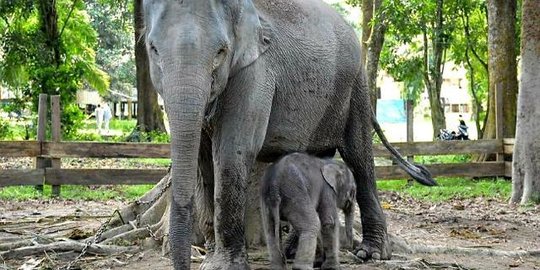 Kisah Unik Gajah 'Damar' yang Punya Akta Lahir, Dikandung 22 Bulan