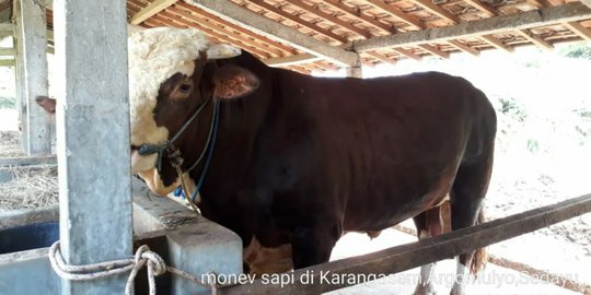 Presiden Jokowi Beli Sapi Kurban Berbobot 940 Kg dari Peternak di Bantul