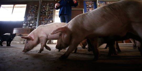 Kemenkes Sosialisasi Langkah Antisipasi Penyebaran Flu Babi G4