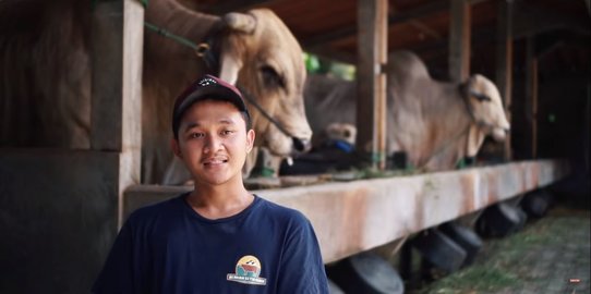 Kisah Hermawan, Mahasiswa Tak Malu Jadi Peternak Sapi Raup Untung Hingga Ratusan Juta