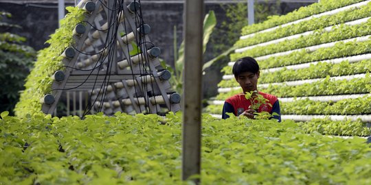 Tren Budidaya Sayur Hidroponik di Masa Pandemi