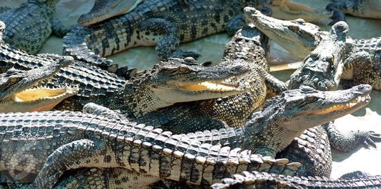 Jadi Tempat Penangkaran Ribuan Buaya Ini 6 Fakta Menarik Crocodile Park Di Medan Merdeka Com