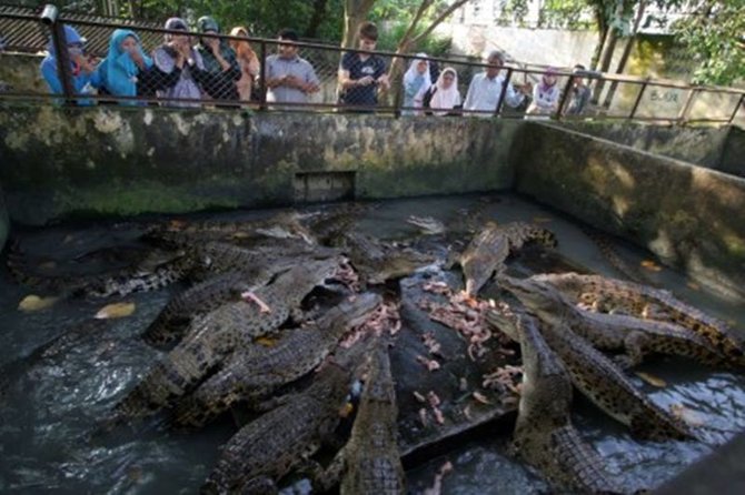 jadi tempat penangkaran ribuan buaya ini 6 fakta menarik crocodile park di medan