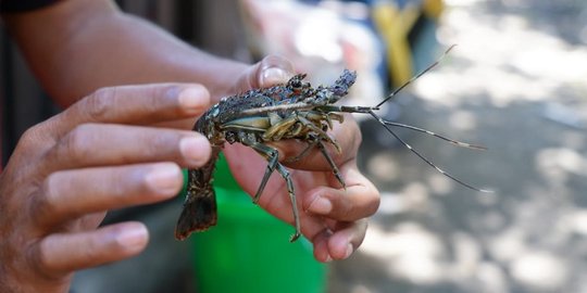 Nelayan Banyuwangi Dukung Menteri Edhy Cabut Aturan Larangan Tangkap Benih Lobster