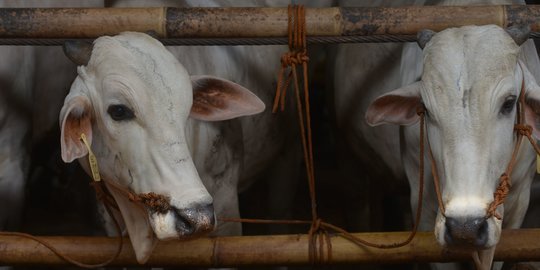 Gugus Tugas Covid-19 Imbau Penyembelihan Kurban di Tempat Pemotongan Hewan