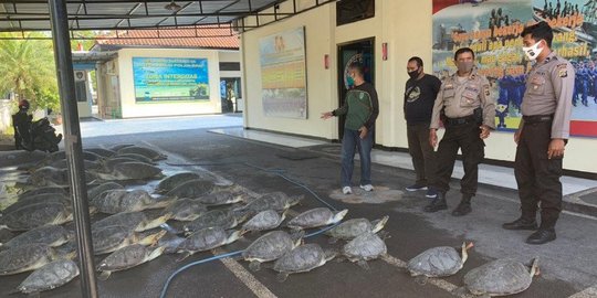 Penyelundup 36 Ekor Penyu Hijau di Bali Ditangkap