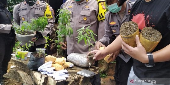 Modus di Balik Ladang Ganja Bukit Tunggul Cilengkrang