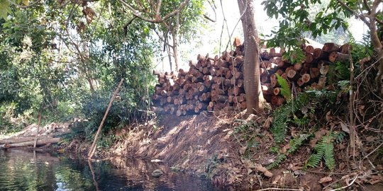 Melihat Illegal Logging di Sebelah Taman Nasional Zamrud