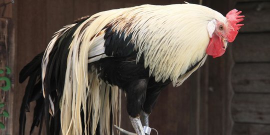 6 Jenis Ayam Terbaik di Dunia, Bisa Dipelihara di Rumah