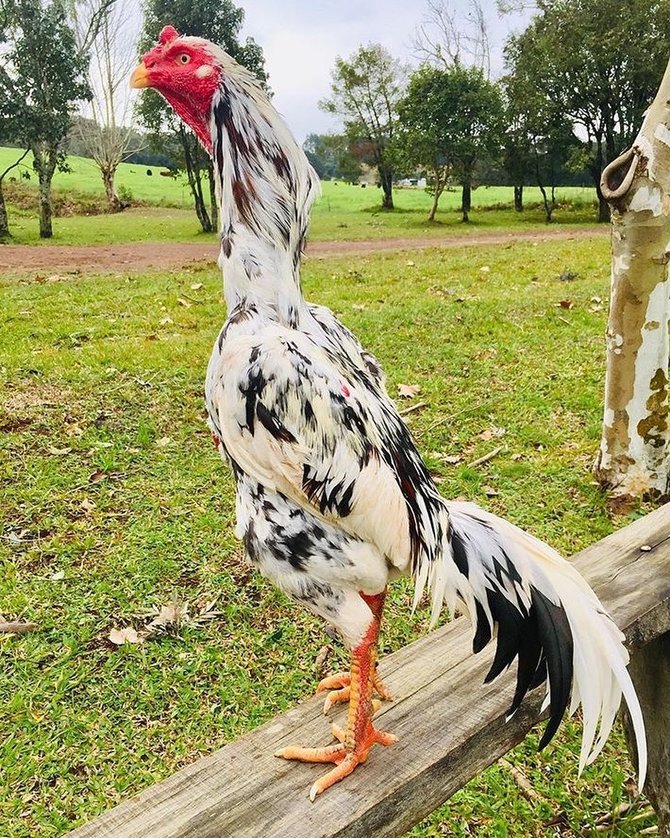 Macam Macam Jenis Ayam Birma Paling Berbahaya Dan Agresif Ayam Hobi Tips