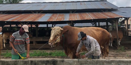 Jokowi Bakal Kurban Dua Sapi Berat di Atas 1 Ton di Palembang