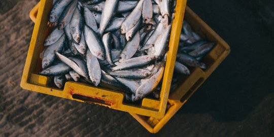 10 Jenis Ikan Laut Konsumsi Masyarakat, Kaya Gizi dan Manfaat Kesehatan