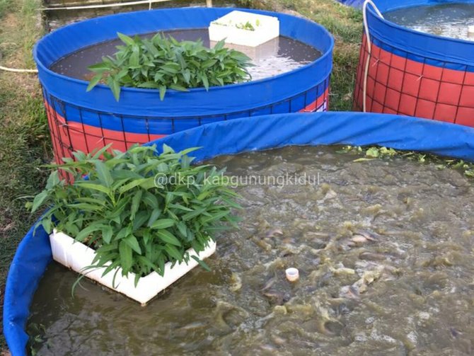 beternak lele secara hidroponik