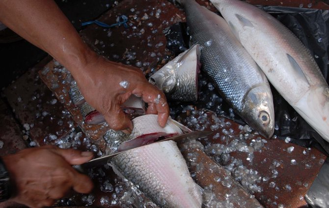 penjual ikan bandeng