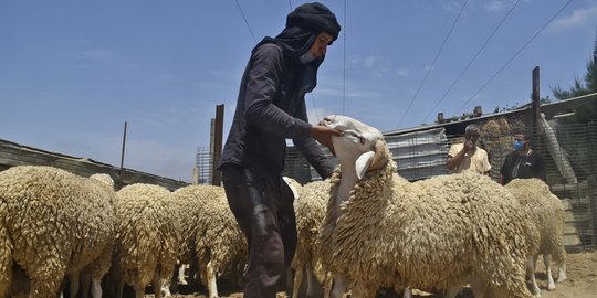 Kesibukan Pasar Hewan Aljazair Jelang Hari Raya Idul Adha